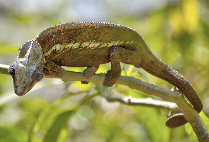 Oustalet's chameleon